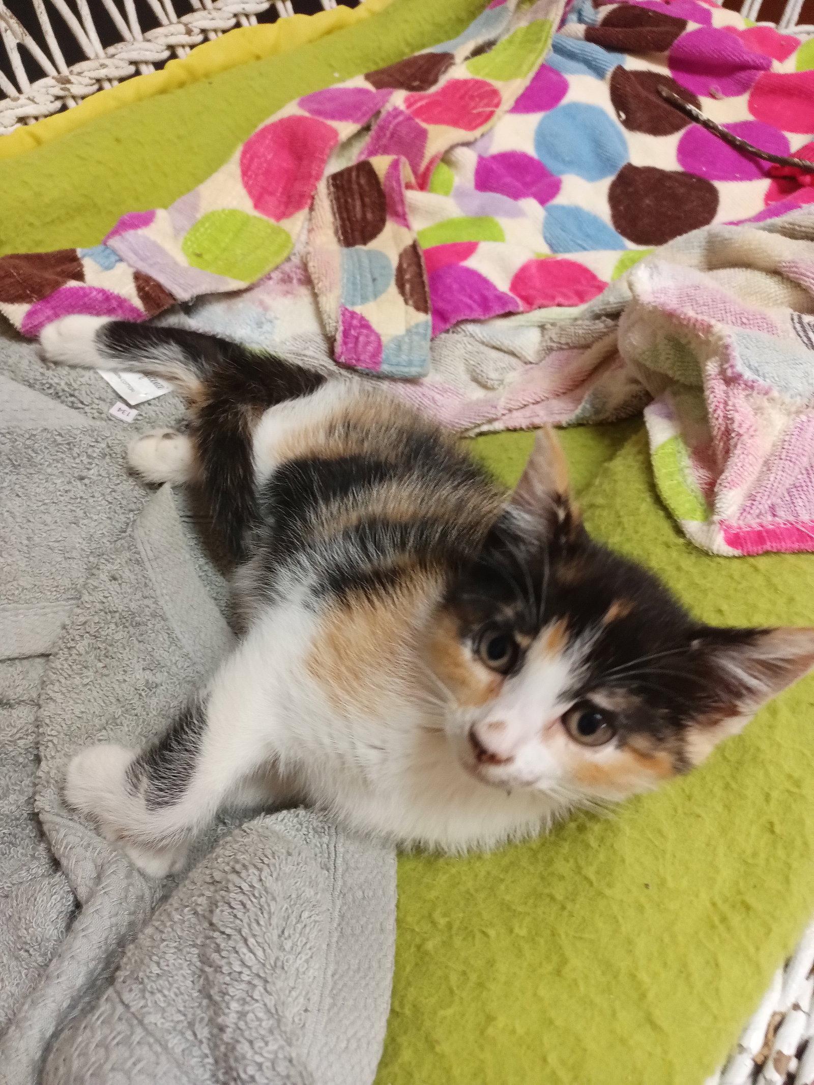 Petunia, Adoptable, Kitten Female Domestic Short Hair.