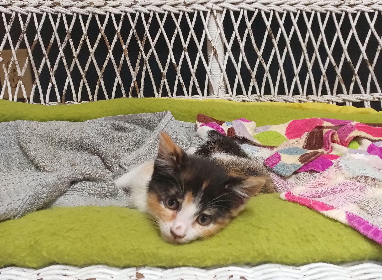 Petunia, a Adoptable Domestic Short Hair in Monticello, MS image 2/3