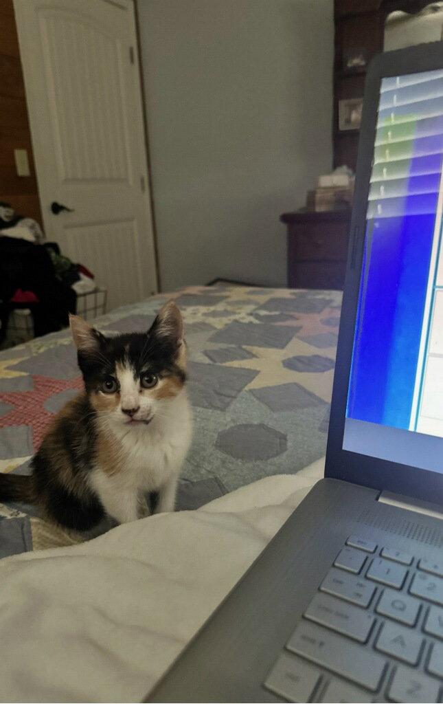 Petunia, a Adoptable Domestic Short Hair in Monticello, MS image 3/3