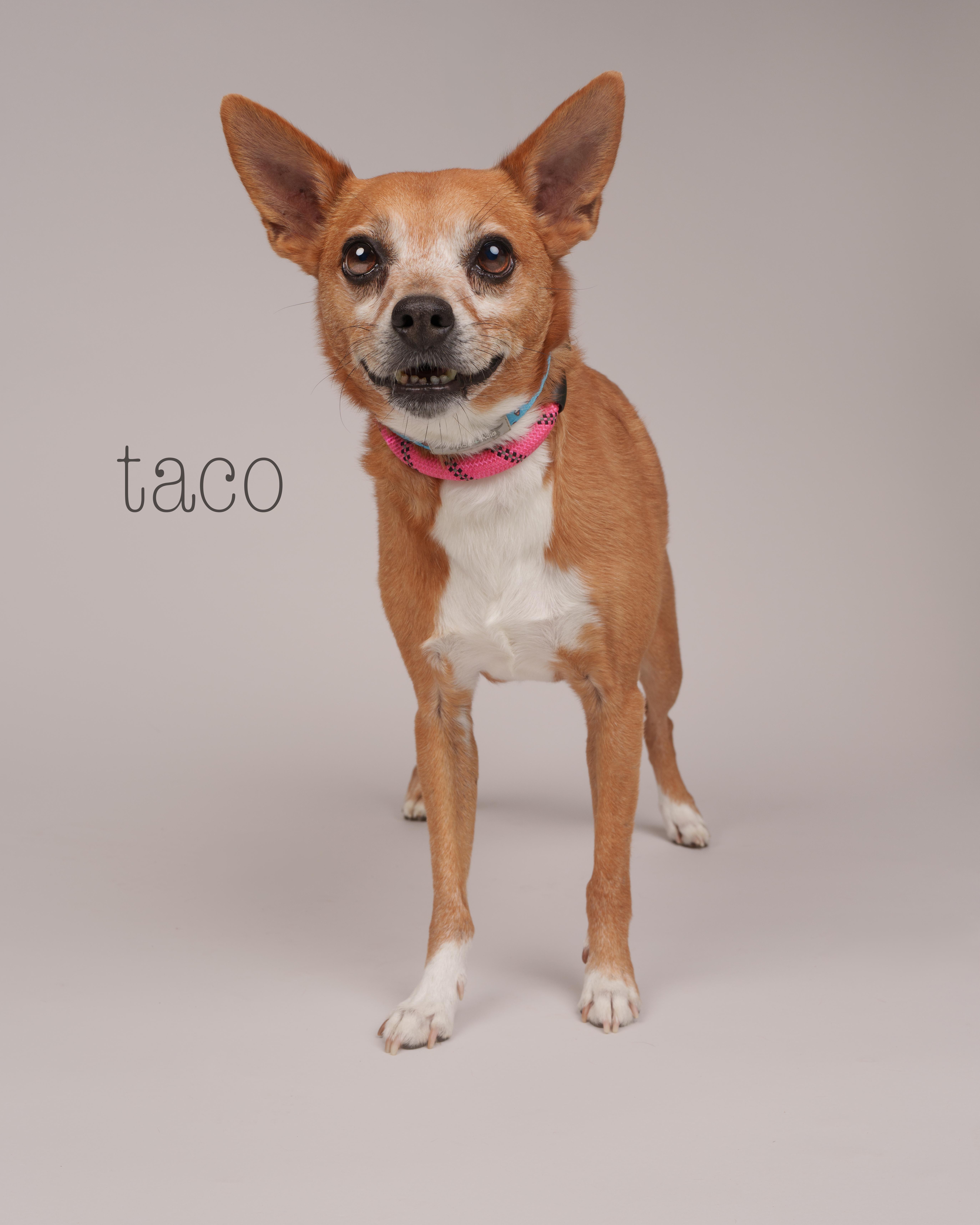 Taco