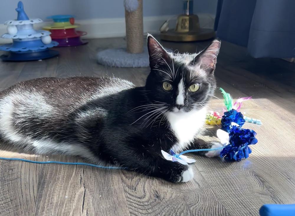 Enlarge Mirabelle, a Adoptable Domestic Short Hair in Emerald Isle, NC image 1/3