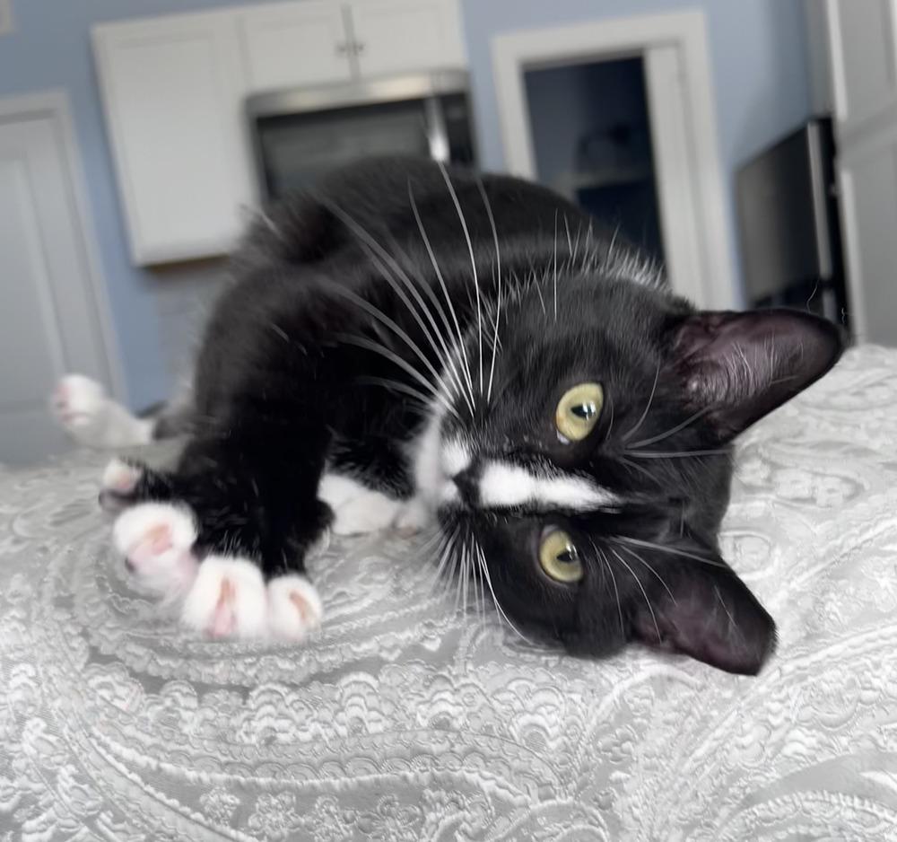 Enlarge Mirabelle, a Adoptable Domestic Short Hair in Emerald Isle, NC image 2/3