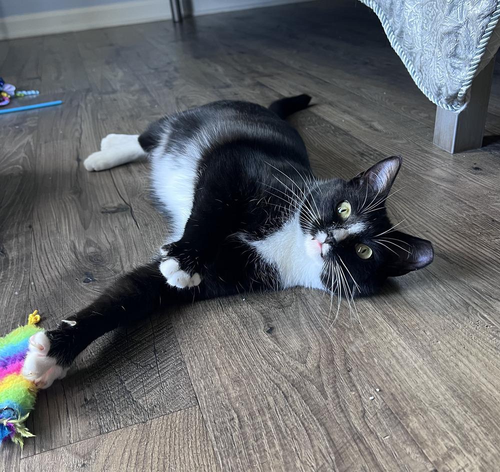 Enlarge Mirabelle, a Adoptable Domestic Short Hair in Emerald Isle, NC image 3/3