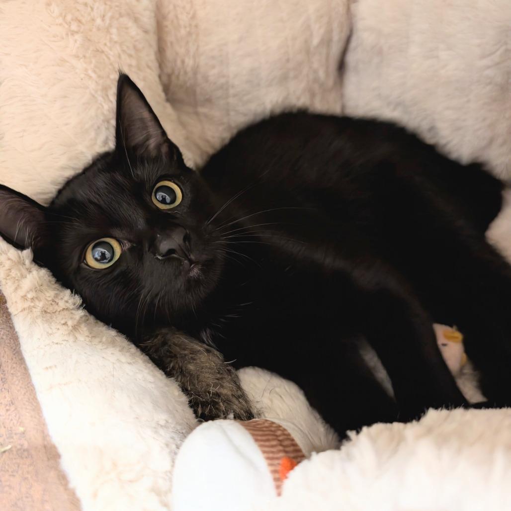 Raul, Adoptable, Kitten Male Domestic Short Hair.