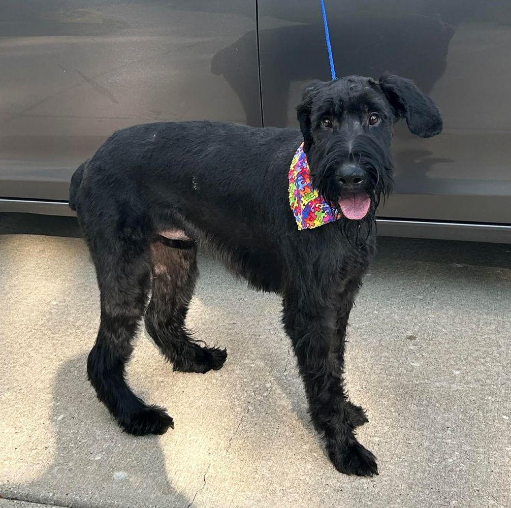 Enlarge Milo, a Adoptable Giant Schnauzer in Barrington, IL image 5/5