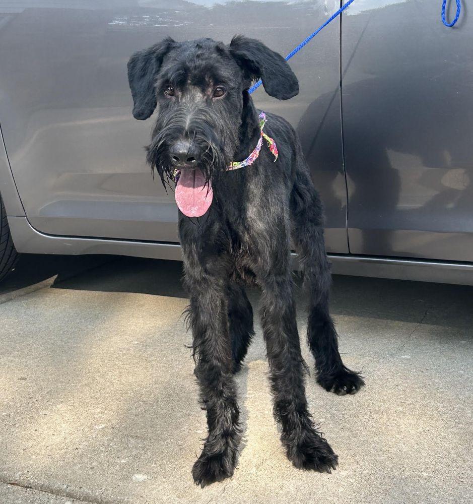 Enlarge Milo, a Adoptable Giant Schnauzer in Barrington, IL image 2/5