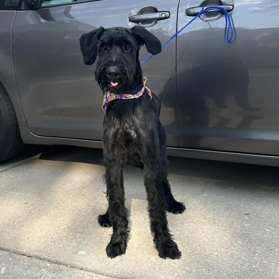 Milo, Adoptable, Adult Male Giant Schnauzer.
