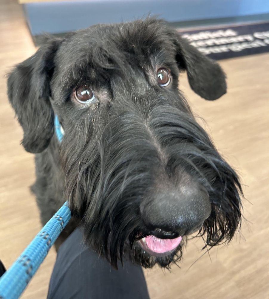 Enlarge Milo, a Adoptable Giant Schnauzer in Barrington, IL image 3/5