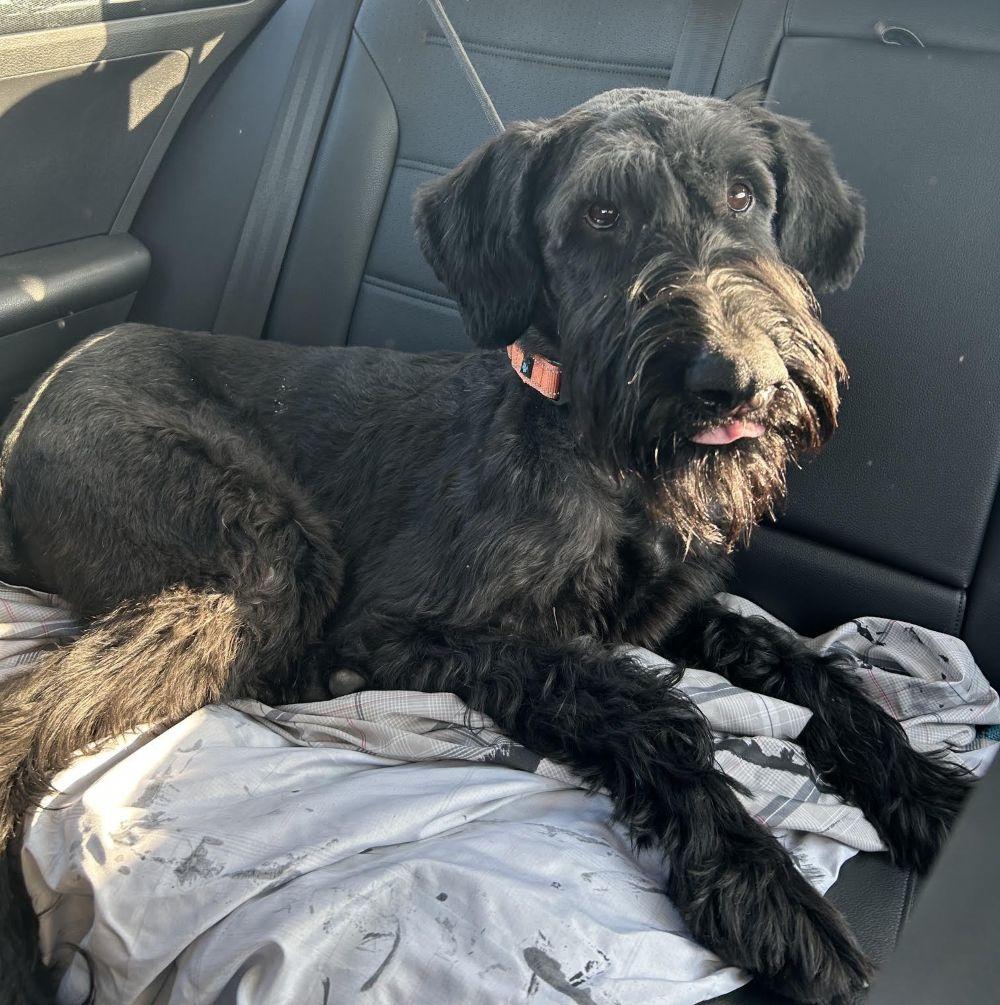 Enlarge Milo, a Adoptable Giant Schnauzer in Barrington, IL image 4/5