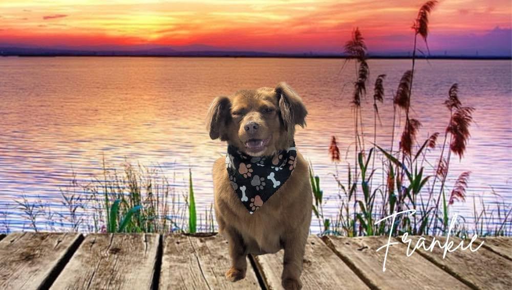 Frankie, Adoptable, Adult Male Dachshund.