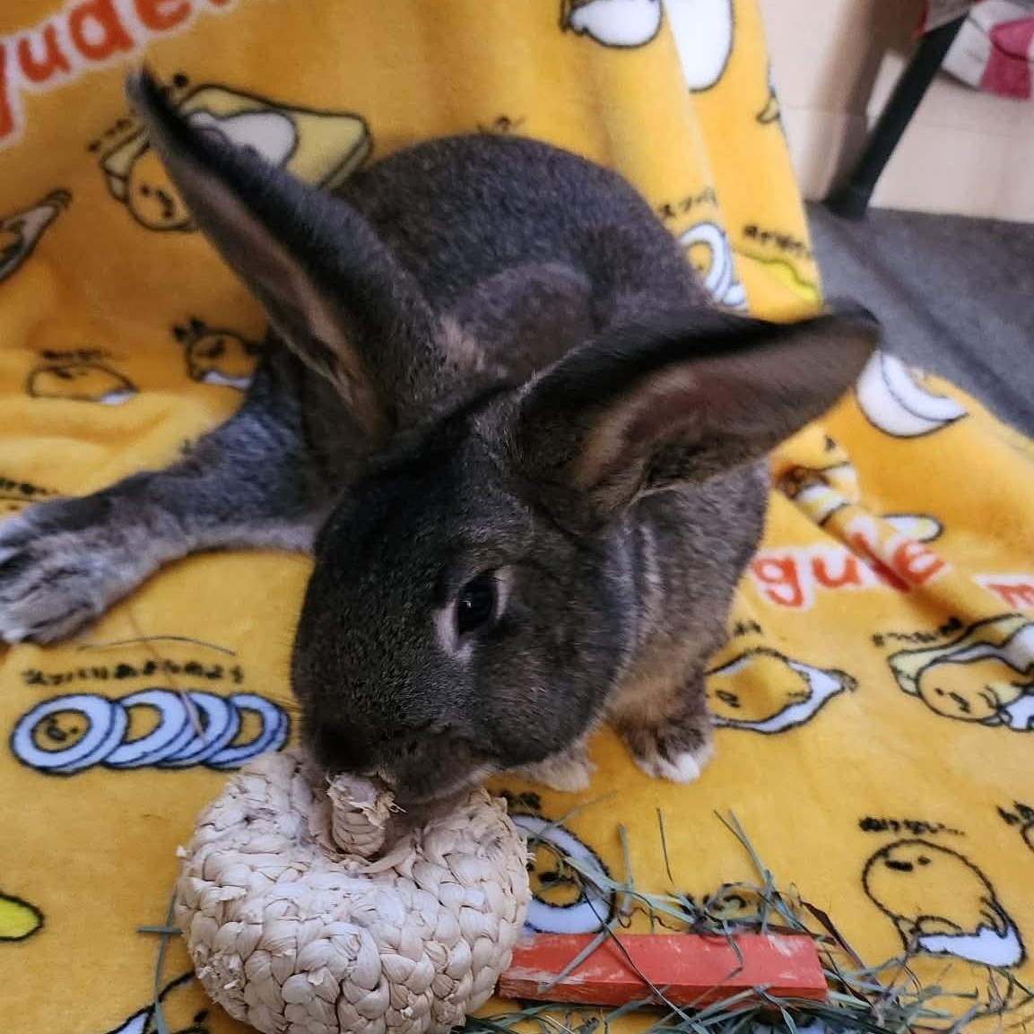 Enlarge Thumper, a ADOPTABLE American in Salt Lake City, UT image 6/6