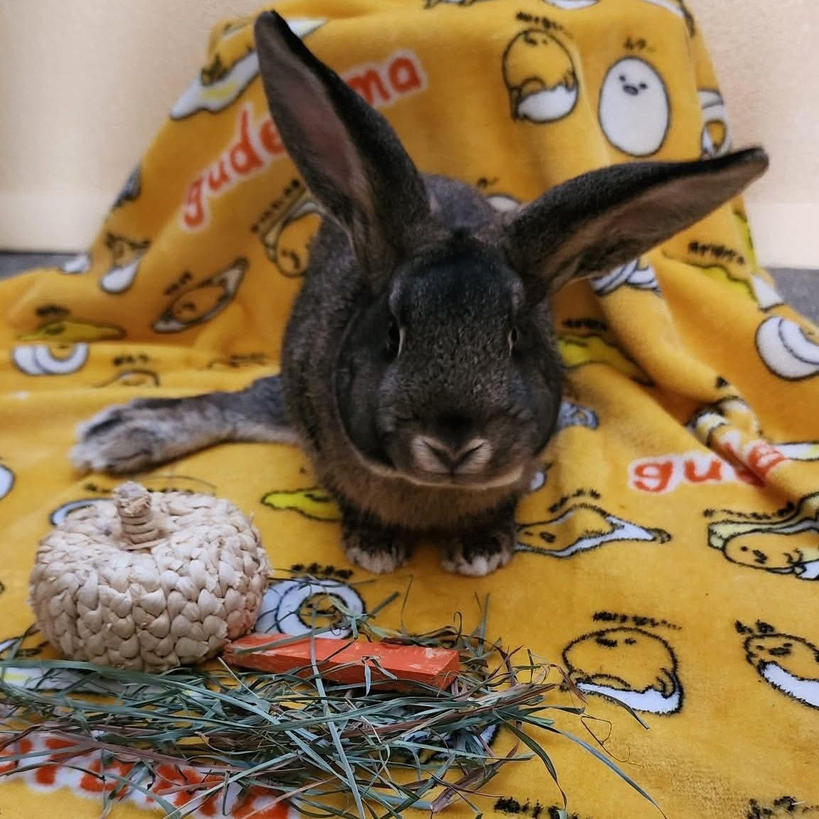 Enlarge Thumper, a ADOPTABLE American in Salt Lake City, UT image 3/6