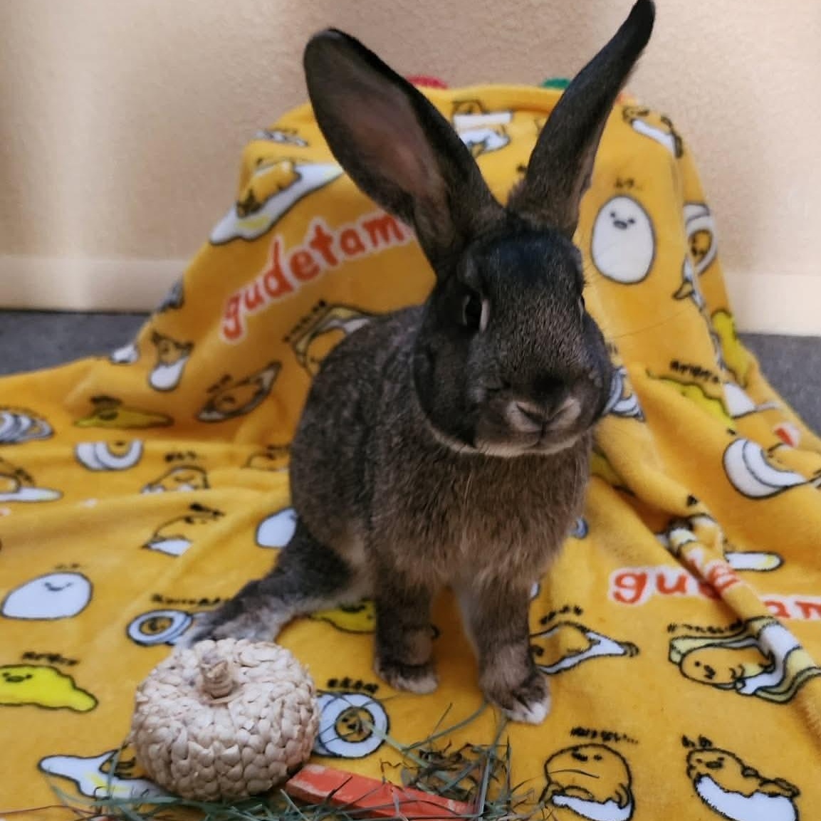 Enlarge Thumper, a ADOPTABLE American in Salt Lake City, UT image 4/6