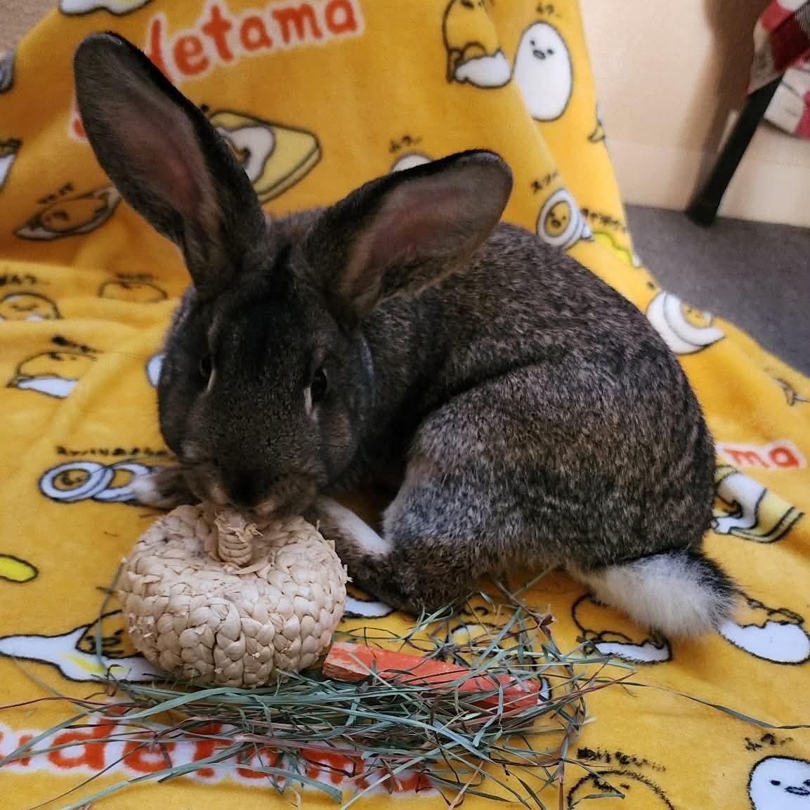 Enlarge Thumper, a ADOPTABLE American in Salt Lake City, UT image 2/6