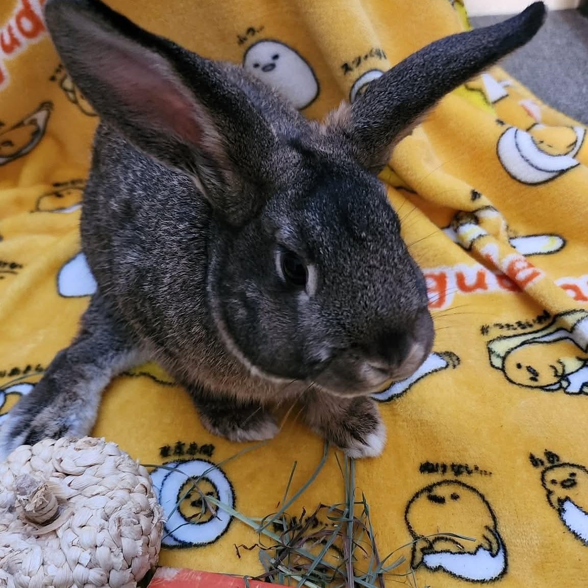 Enlarge Thumper, a ADOPTABLE American in Salt Lake City, UT image 5/6