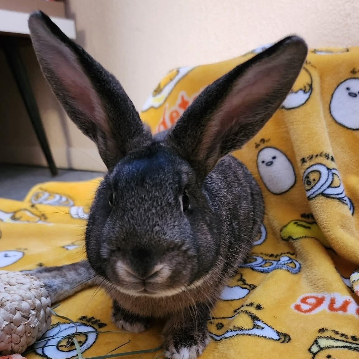 Enlarge Thumper, a ADOPTABLE American in Salt Lake City, UT image 1/6