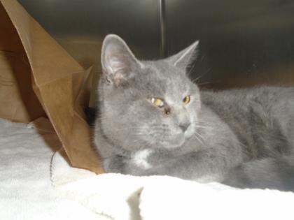 Minet, Adoptable, Senior Male Domestic Short Hair & Domestic Short Hair.