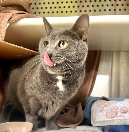 Enlarge Minet, a Adoptable mixed breed in Montreal, QC image 2/3
