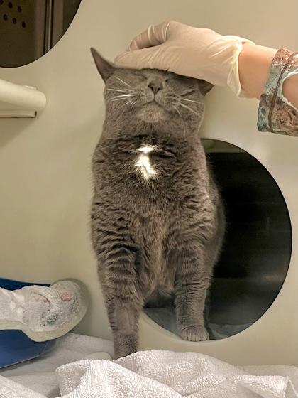 Enlarge Minet, a Adoptable mixed breed in Montreal, QC image 3/3