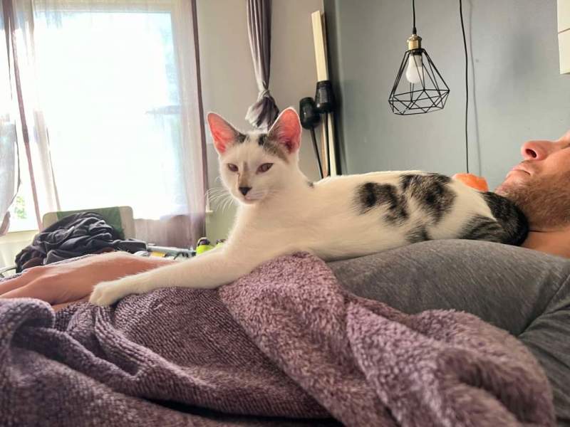 Spencer, Adopted, Young Male Domestic Short Hair.