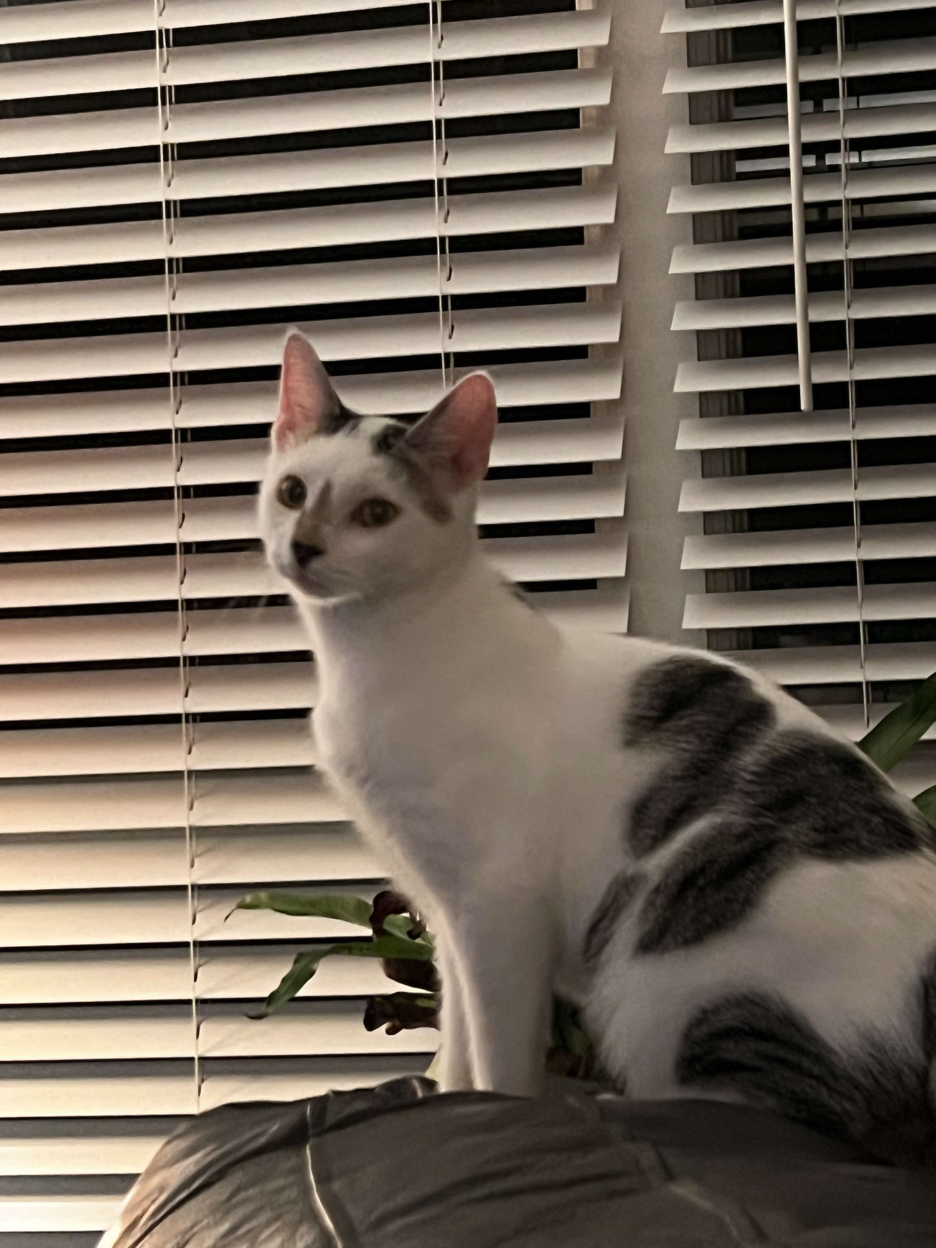 Spencer, Adopted, Young Male Domestic Short Hair.