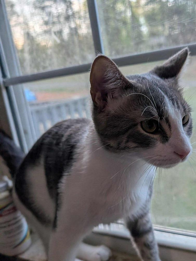 Enlarge Gary Percy, a Adoptable Domestic Short Hair in Salisbury, NC image 1/1