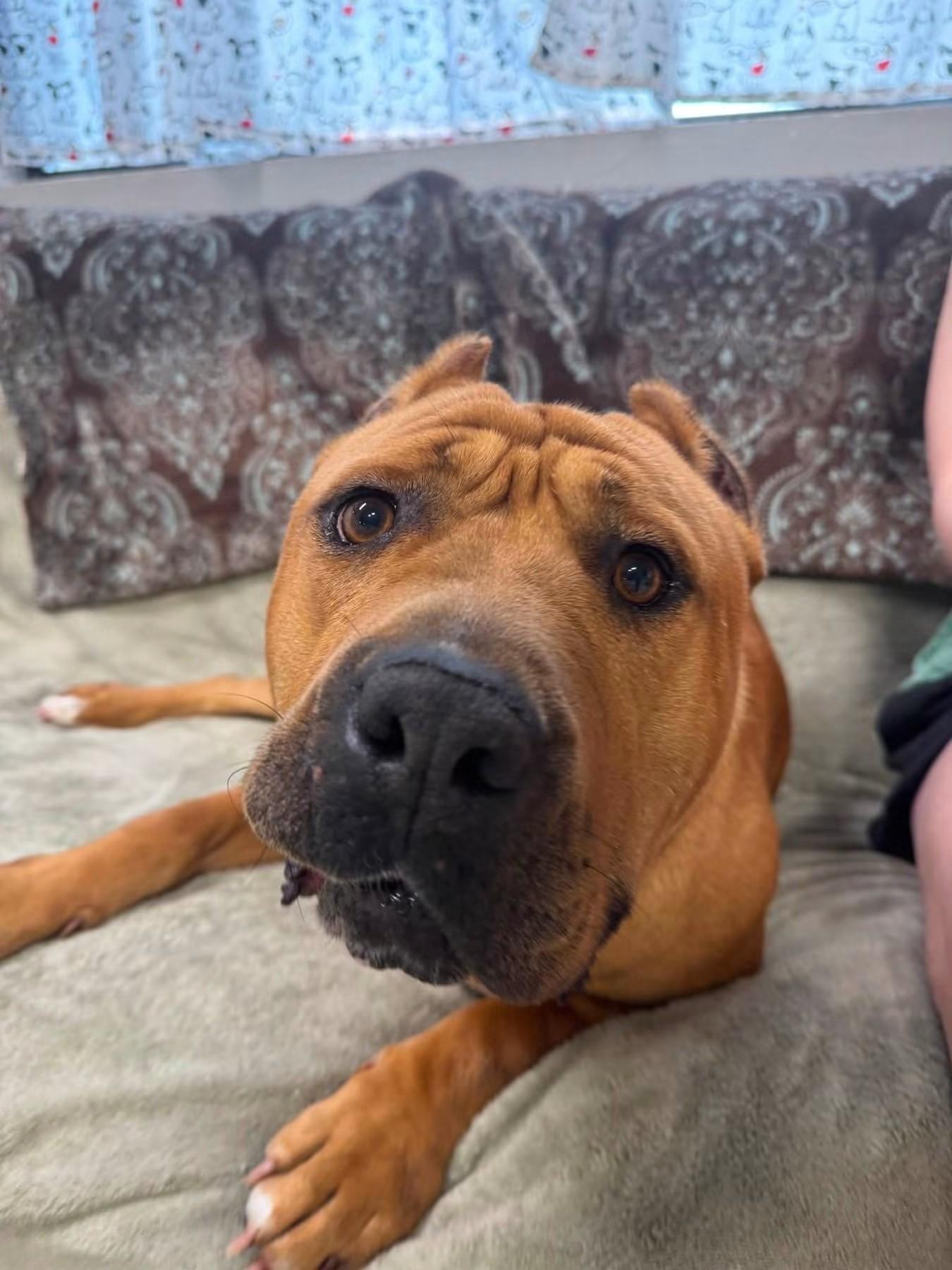 Nolan, a ADOPTABLE mixed breed in Youngstown, OH image 6/6