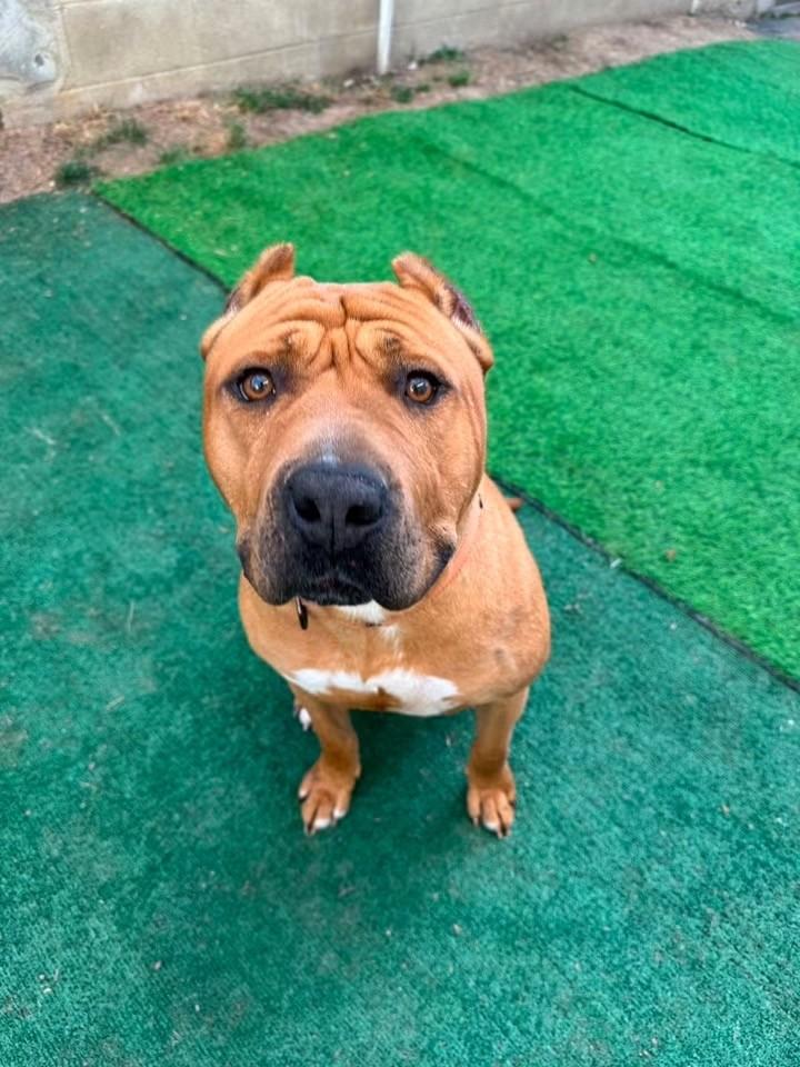 Nolan, ADOPTABLE, Adult Male American Staffordshire Terrier.