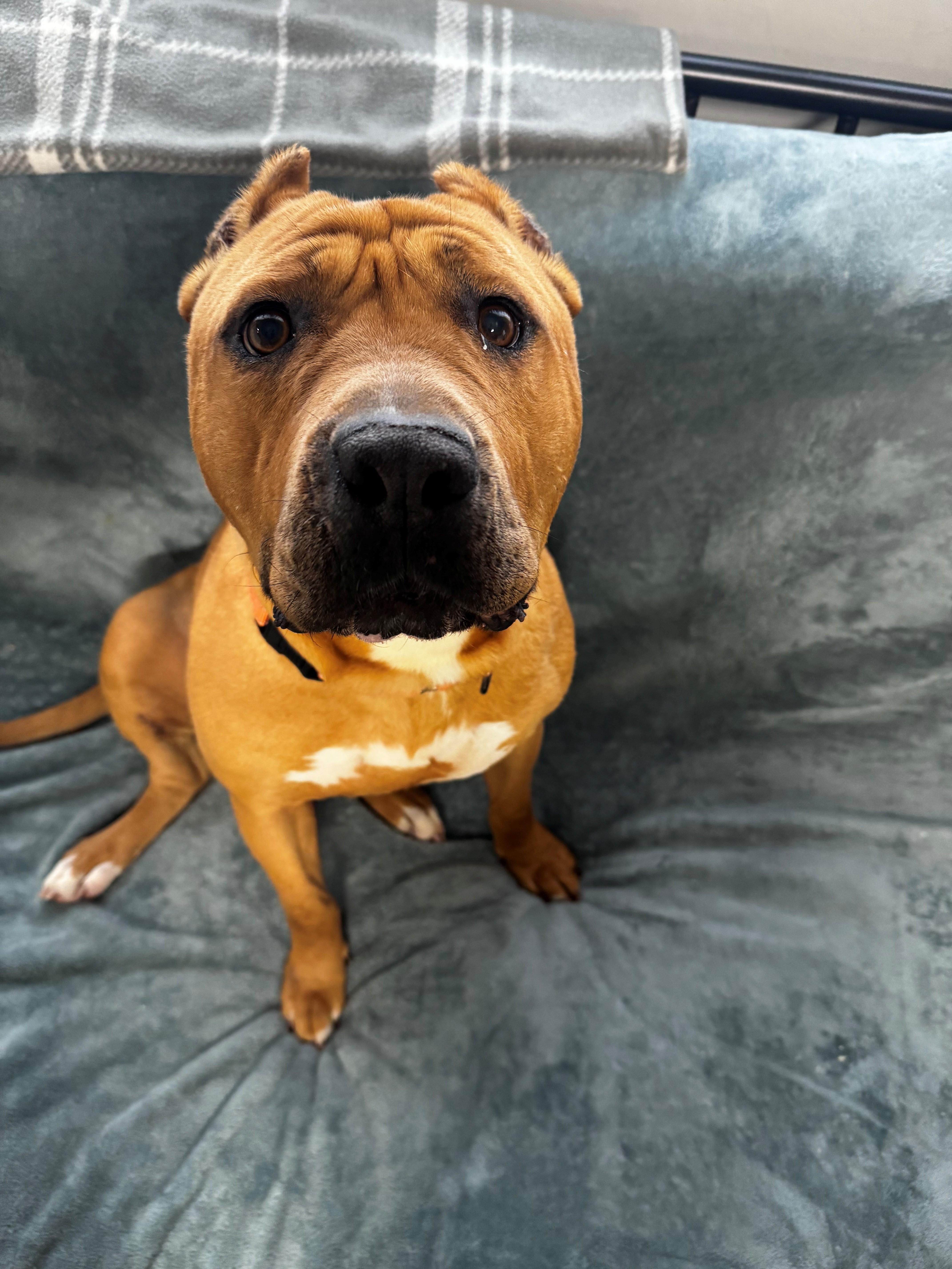 Nolan, a ADOPTABLE mixed breed in Youngstown, OH image 4/6