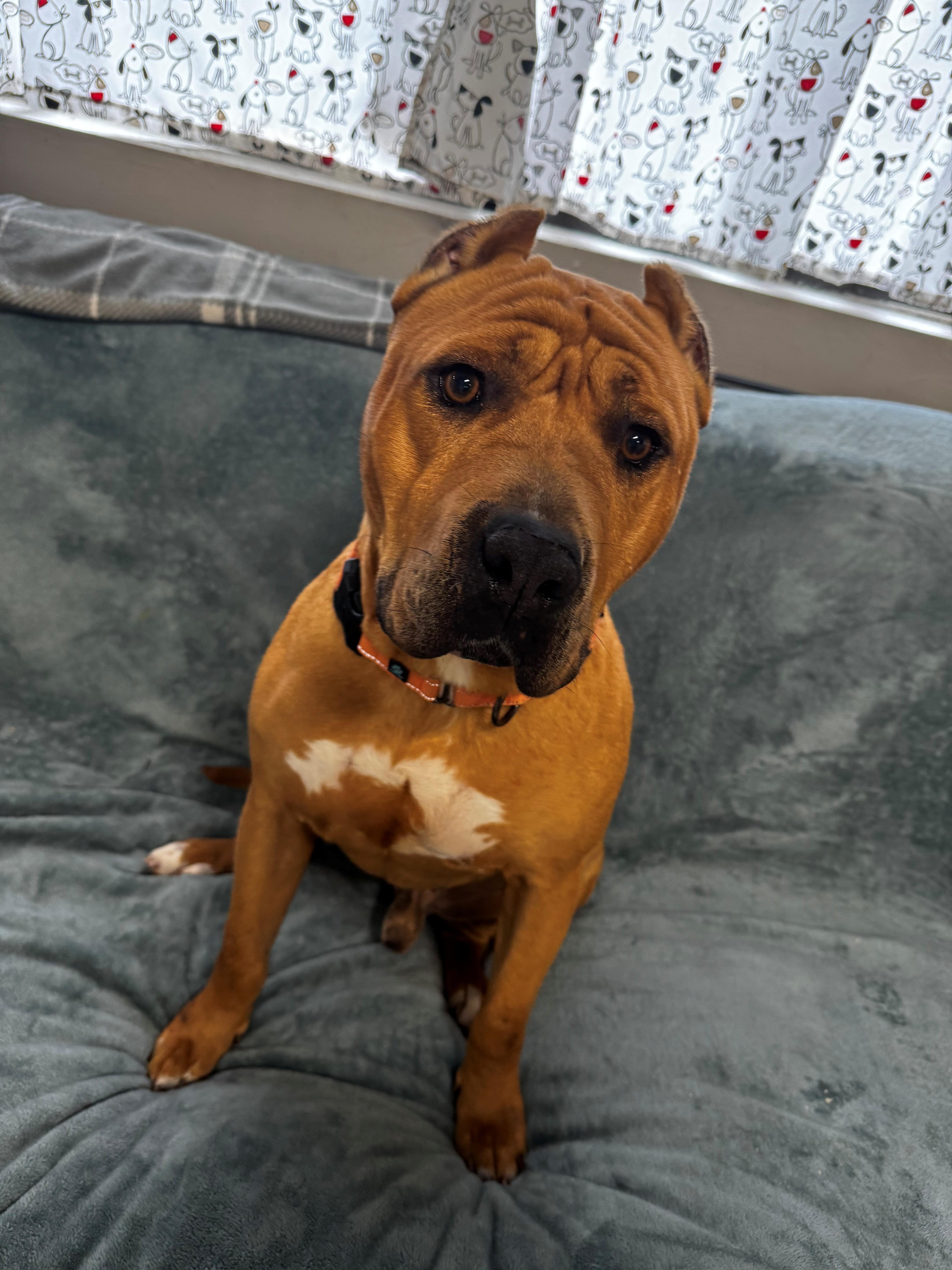 Nolan, a ADOPTABLE mixed breed in Youngstown, OH image 5/6