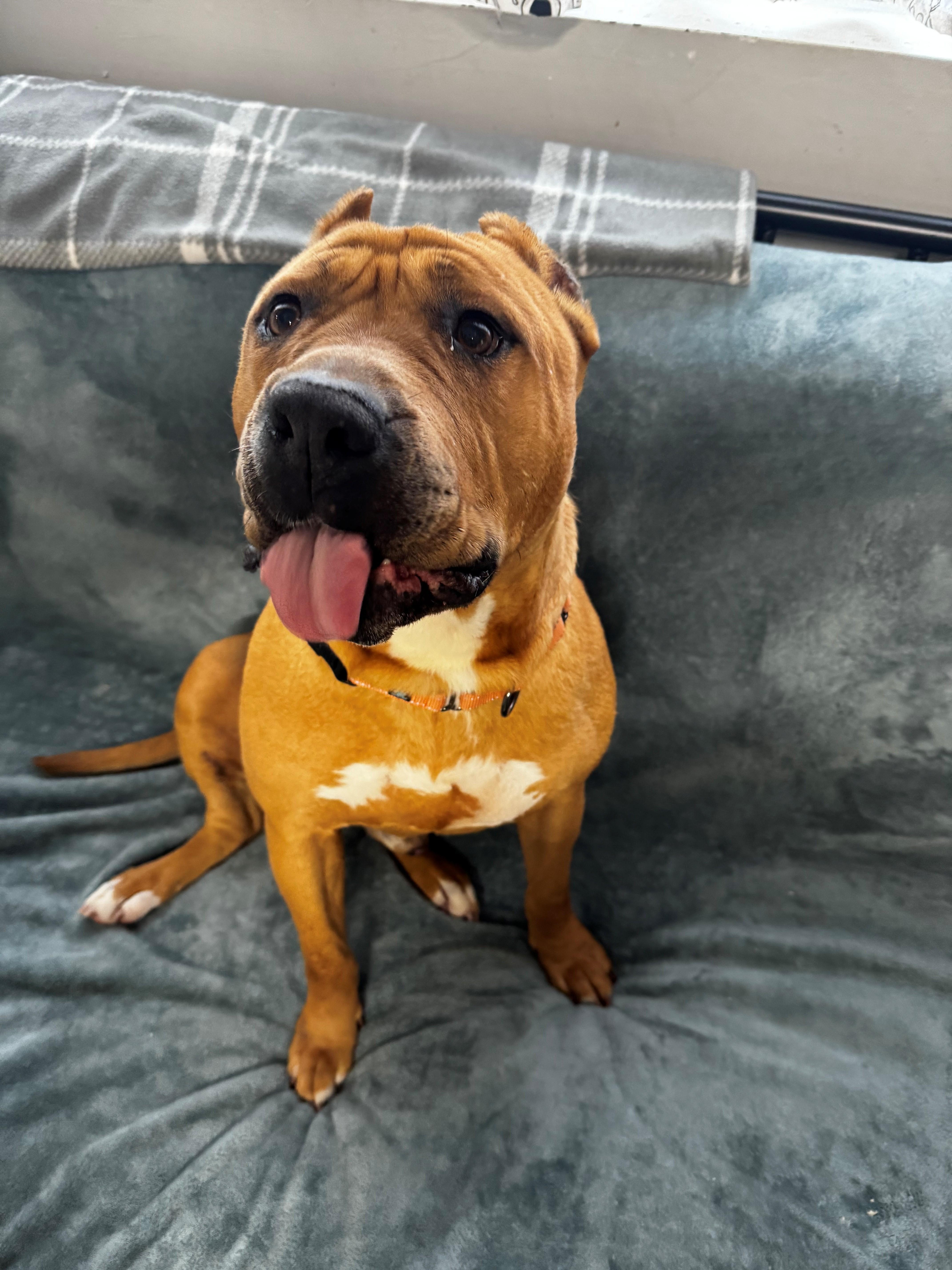 Nolan, a ADOPTABLE mixed breed in Youngstown, OH image 2/6