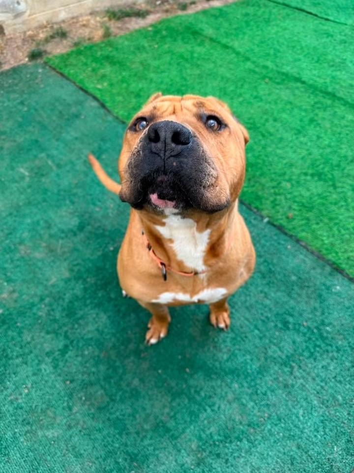 Nolan, a ADOPTABLE mixed breed in Youngstown, OH image 3/6