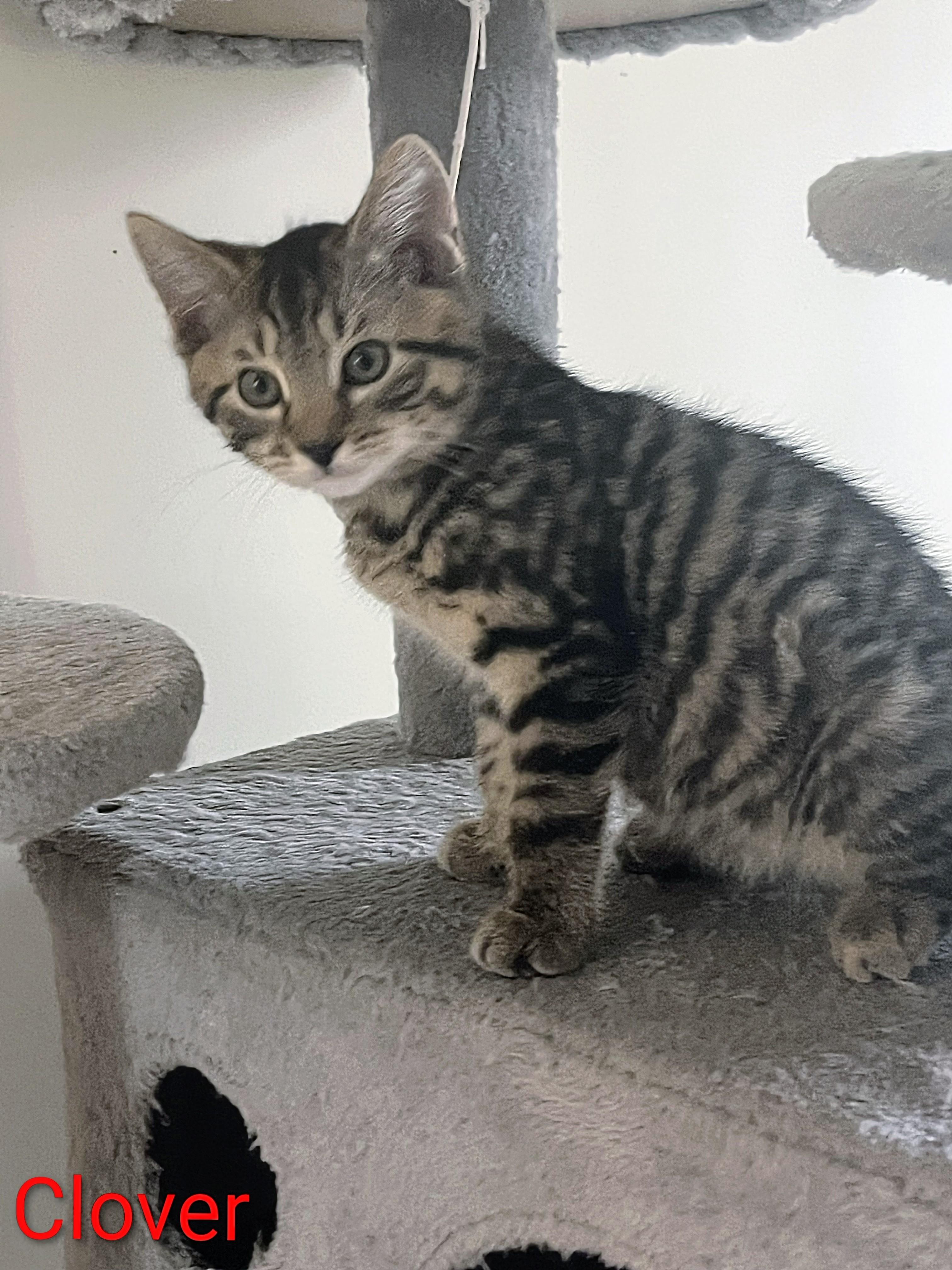 Enlarge Clover, a ADOPTABLE Domestic Short Hair in Woodbridge, VA image 3/3