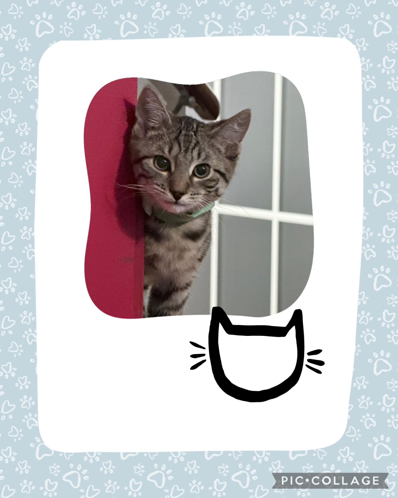 Enlarge Clover, a ADOPTABLE Domestic Short Hair in Woodbridge, VA image 2/3