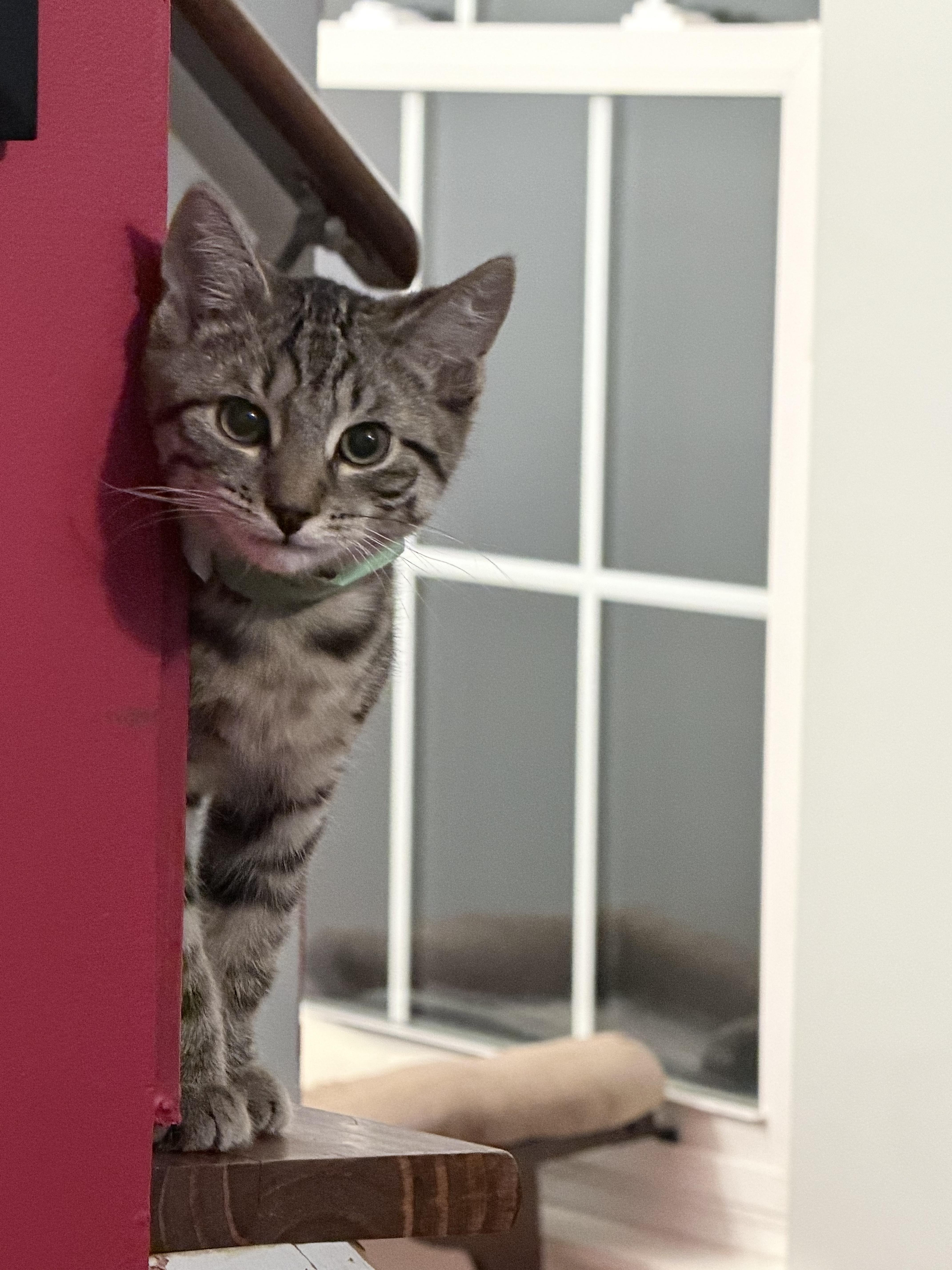 Enlarge Clover, a ADOPTABLE Domestic Short Hair in Woodbridge, VA image 1/3