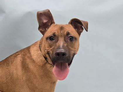 Ridge, Adoptable, Young Male Shepherd & Mixed Breed.