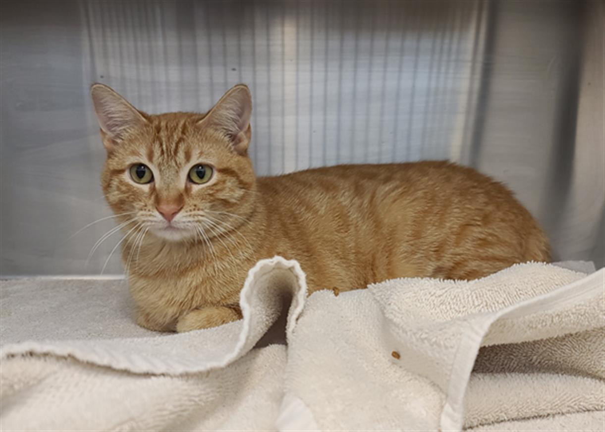 A650265, Adoptable, Young Male Domestic Short Hair.