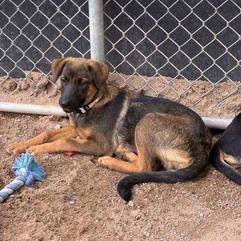 Enlarge Spice, a Adoptable mixed breed in Bernalillo, NM image 1/3