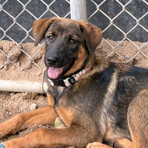 Enlarge Spice, a Adoptable mixed breed in Bernalillo, NM image 2/3