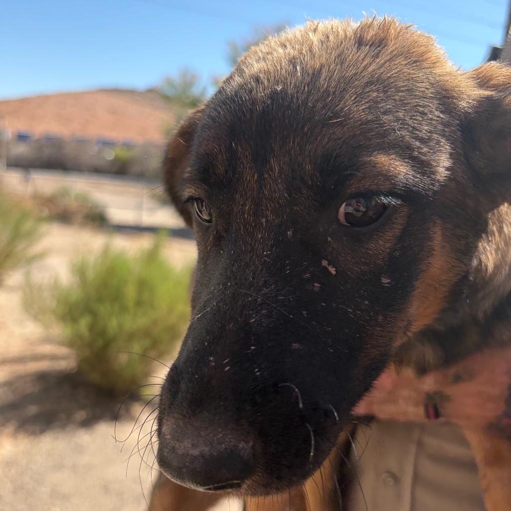 Enlarge Spice, a Adoptable mixed breed in Bernalillo, NM image 3/3