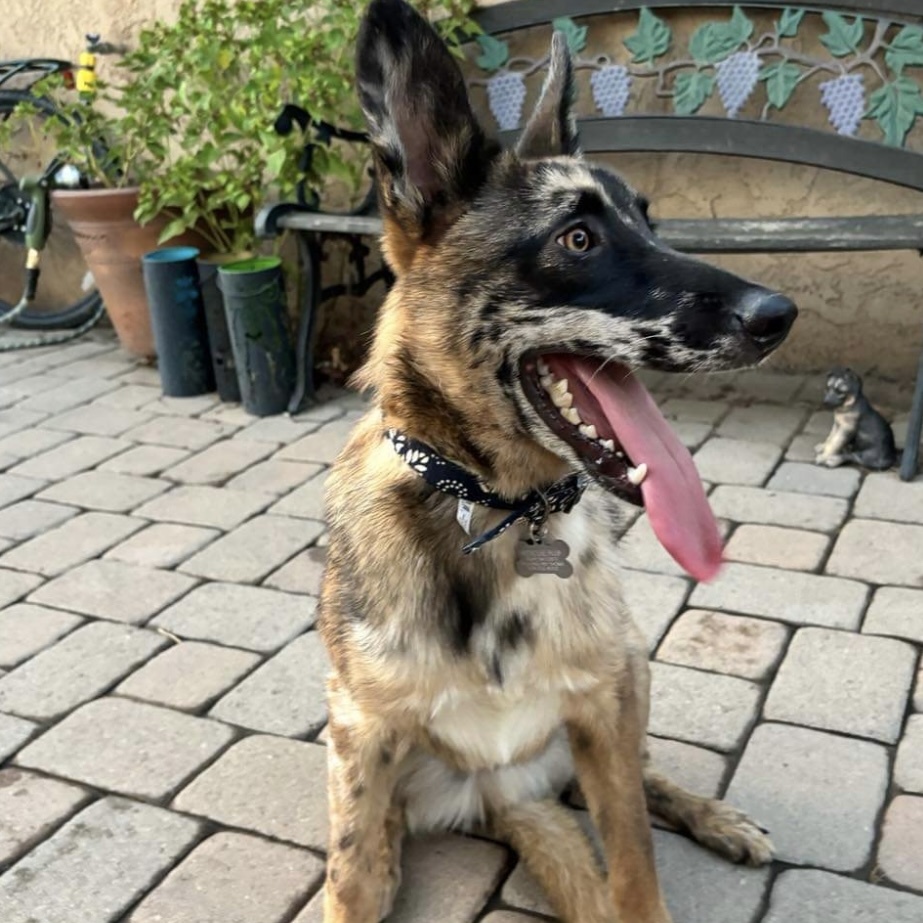 Spot, Adopted, Young Male Belgian Shepherd / Malinois & Australian Shepherd.
