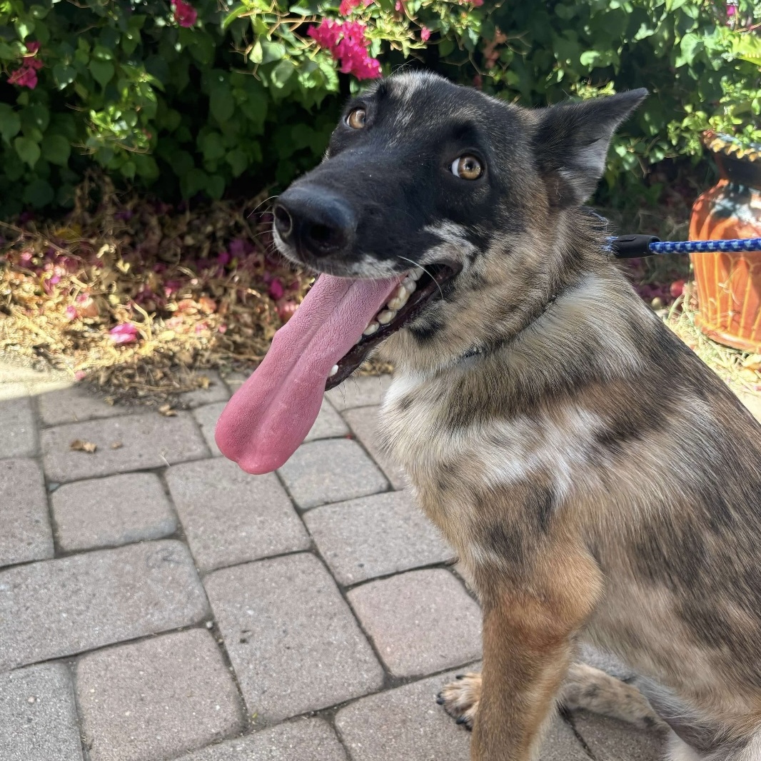 Spot, a Adopted mixed breed in Sooke, BC image 3/6