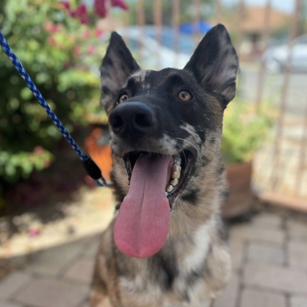 Spot, a Adopted mixed breed in Sooke, BC image 6/6