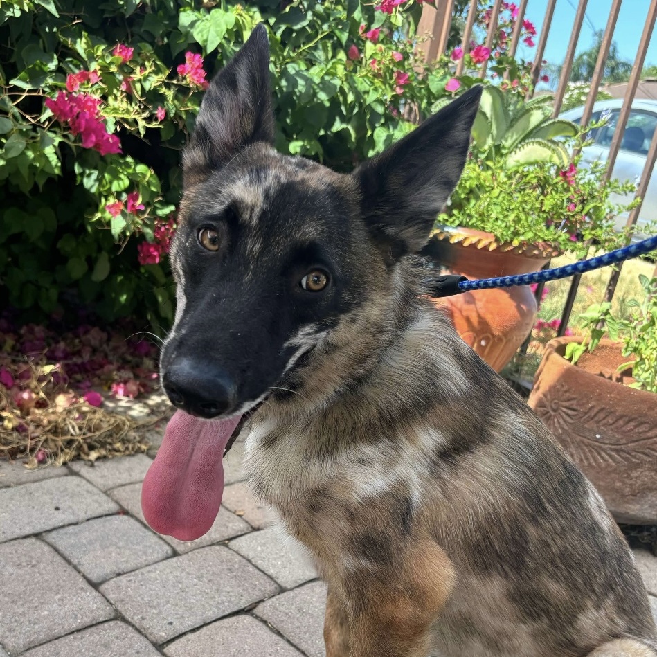 Spot, a Adopted mixed breed in Sooke, BC image 2/6