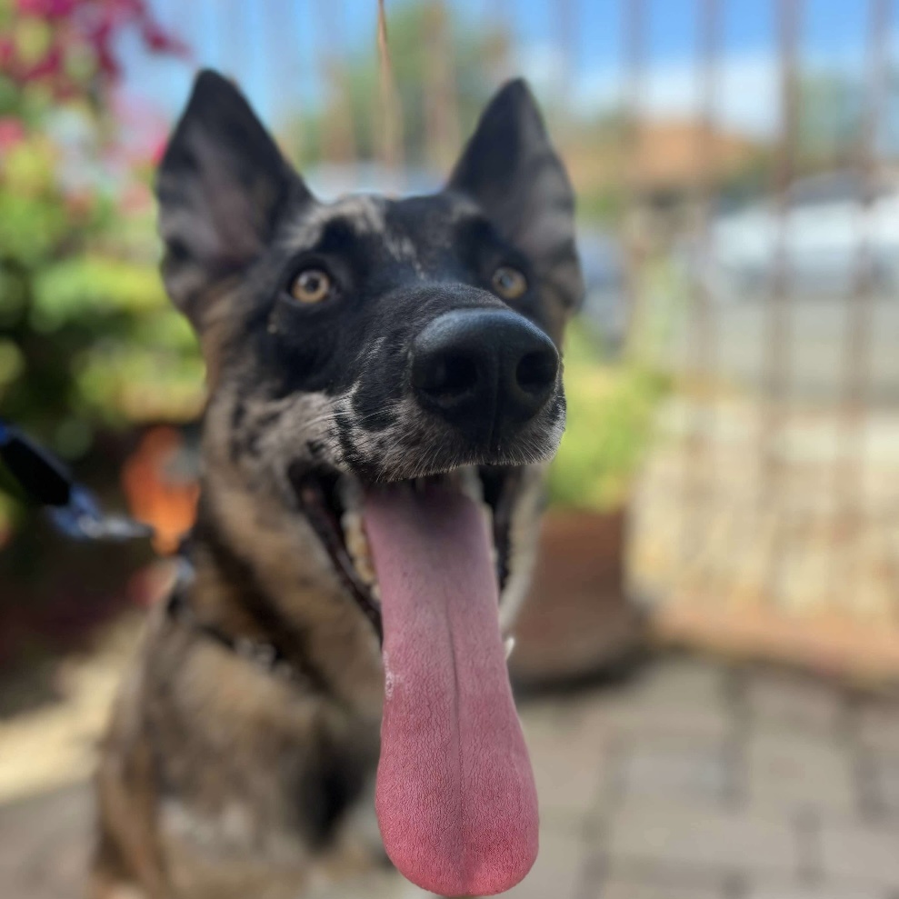 Spot, a Adopted mixed breed in Sooke, BC image 5/6