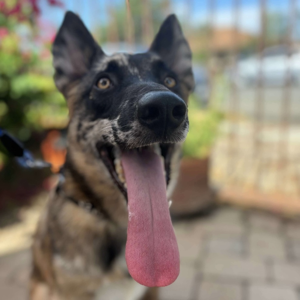 Spot, a Adopted mixed breed in Sooke, BC image 4/6