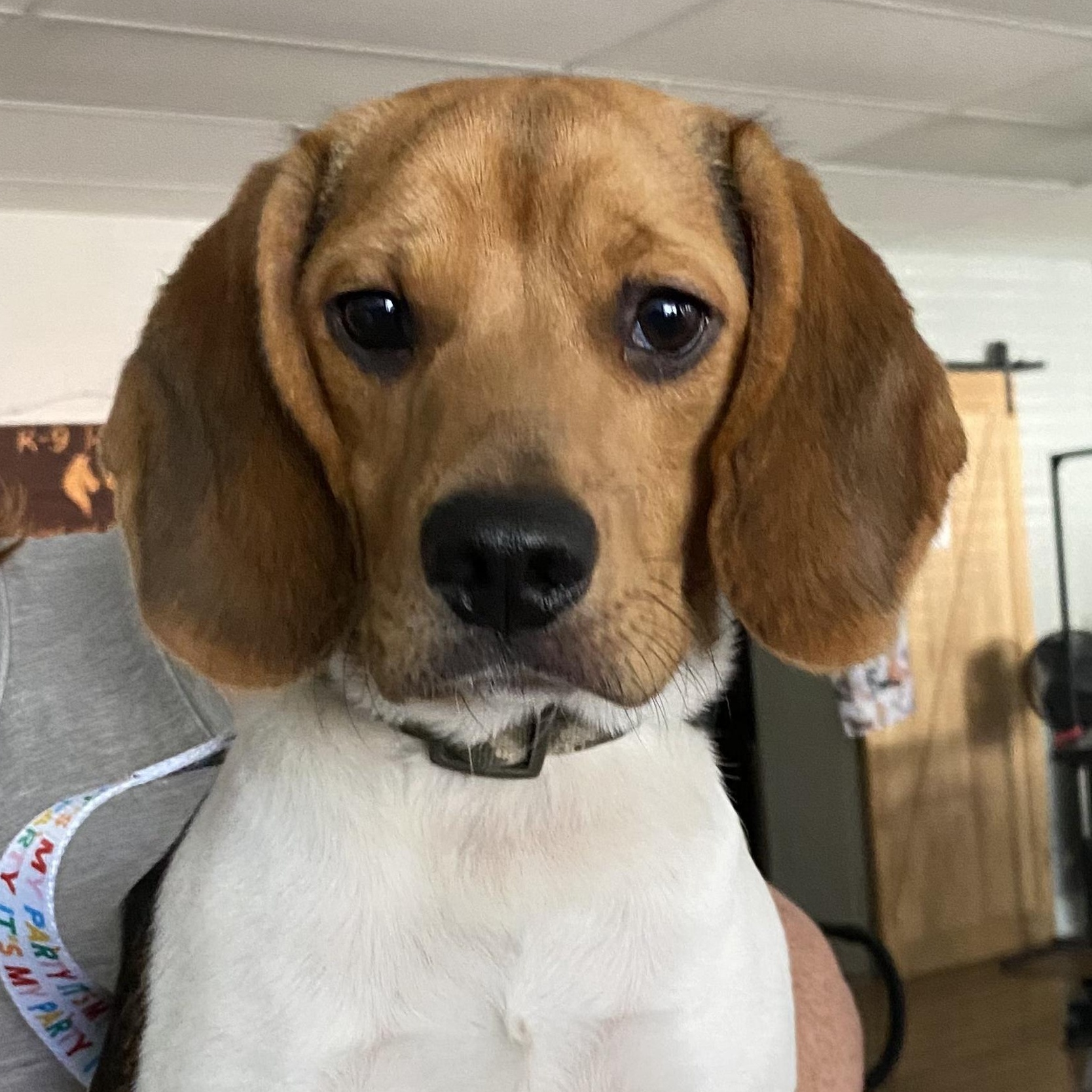 Alvin, Adopted, Puppy Male Beagle.