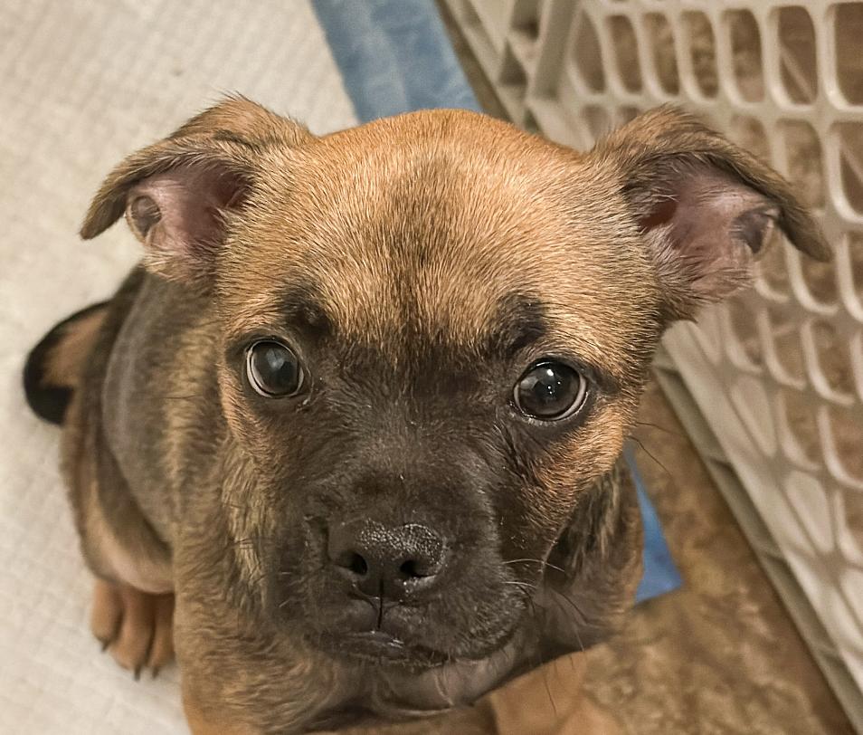 Maple, ADOPTABLE, Puppy Female French Bulldog.