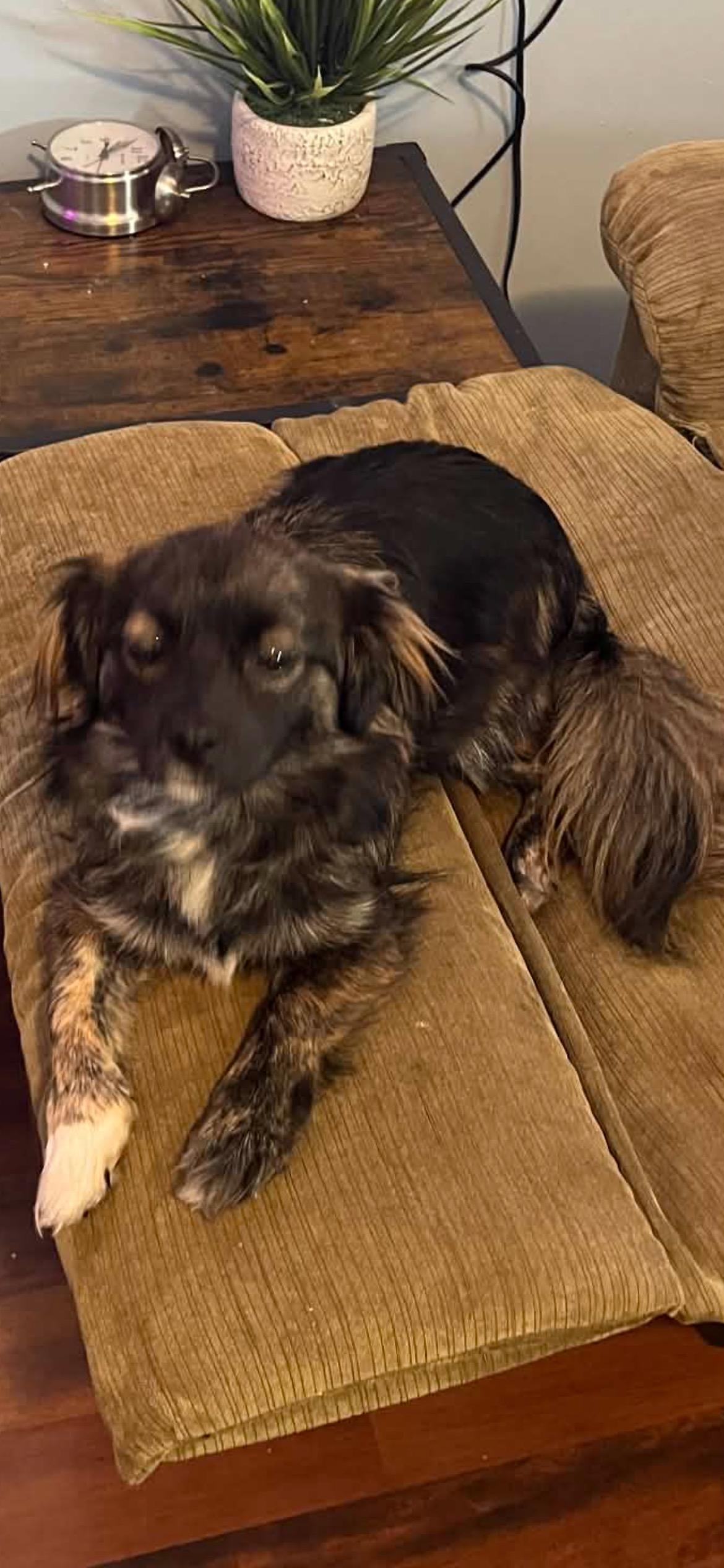 Daisy Mae, adopted, Puppy Female Pomeranian & Chihuahua.