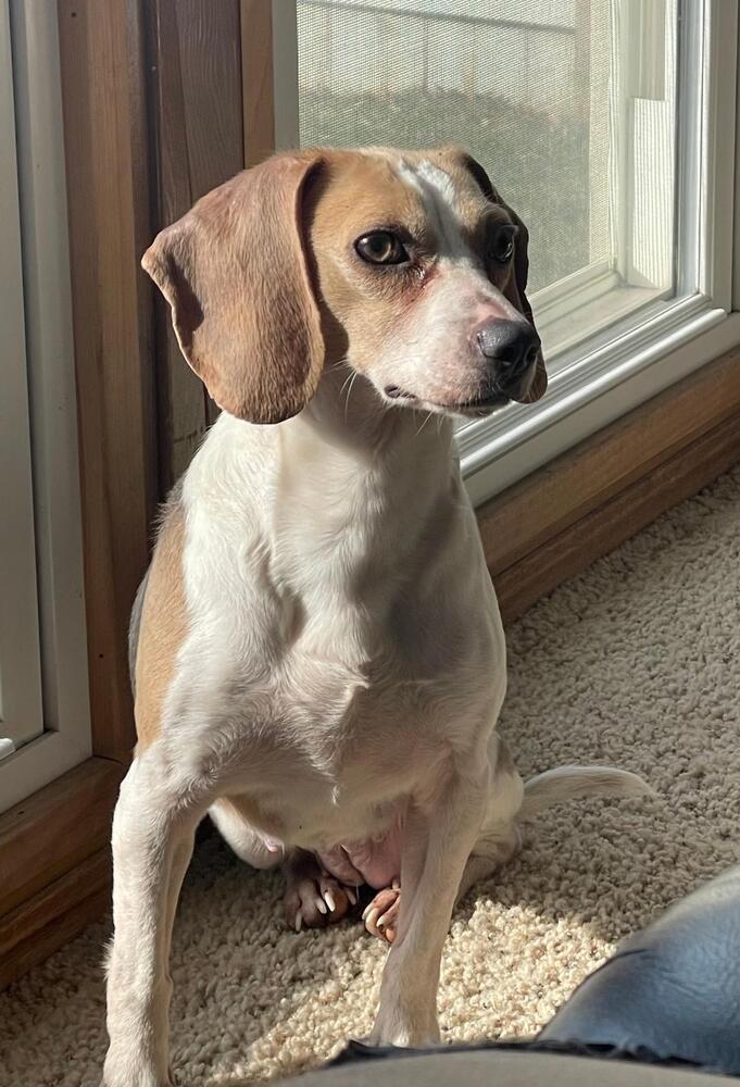 Willow - Fostered in Omaha, Adoptable, Adult Female Beagle.